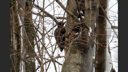 Black Woodpecker