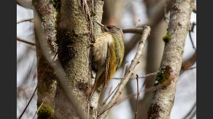 Grey-headed Woodpecker