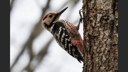 White-backed Woodpecker