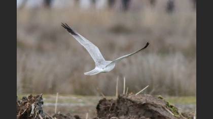 Pallid Harrier