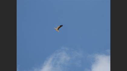 Egyptian Vulture