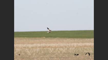 Sociable Lapwing