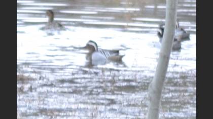 Garganey