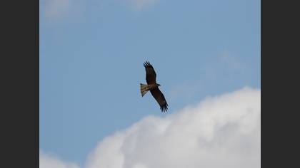 Black Kite