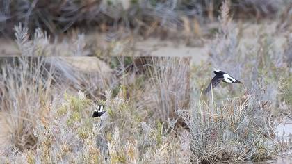 Pied Wheatear