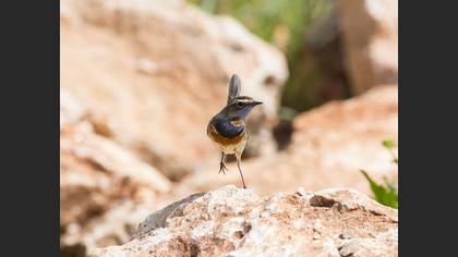 Bluethroat