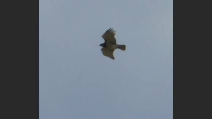 Short-toed Snake Eagle