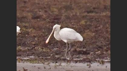 Eurasian Spoonbill