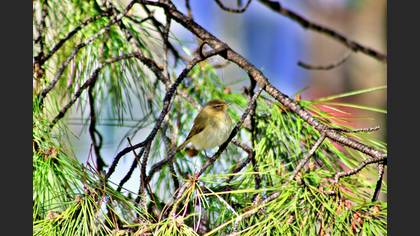 Common Chiffchaff