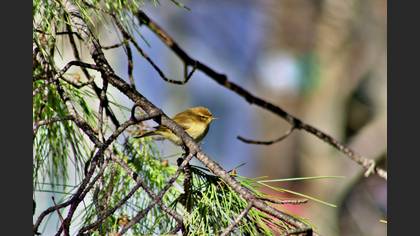 Common Chiffchaff