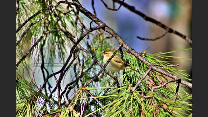 Common Chiffchaff