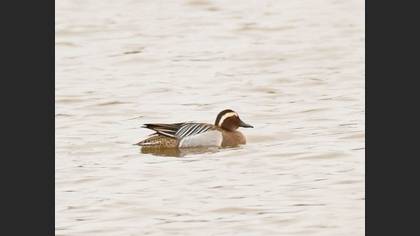 Garganey