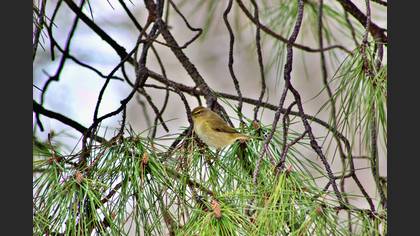 Common Chiffchaff