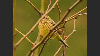 Yellowhammer
