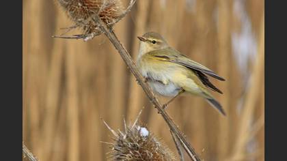 Common Chiffchaff