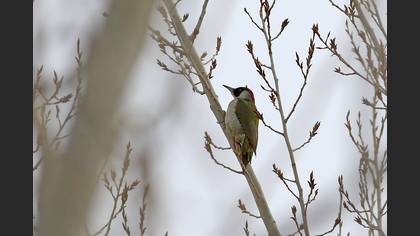 European Green Woodpecker