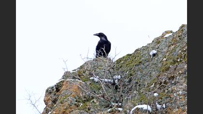 Northern Raven