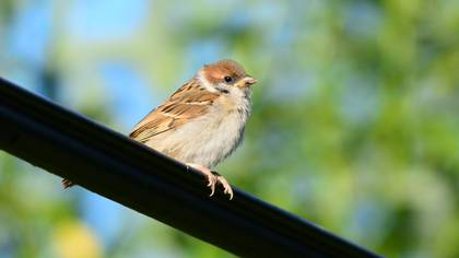 Eurasian Tree Sparrow