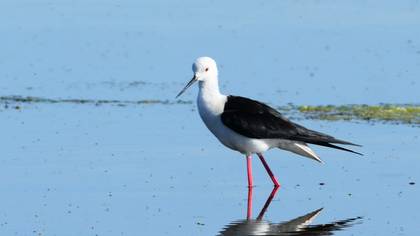 Black-winged Stilt