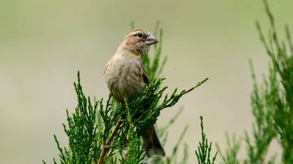 Rock Sparrow