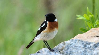 Siberian Stonechat