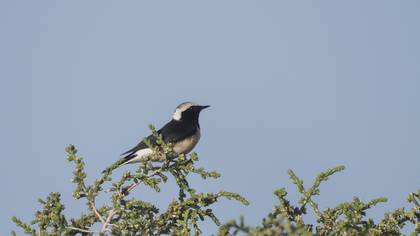Cyprus Wheatear