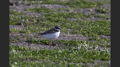 Little Ringed Plover