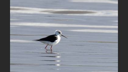 Black-winged Stilt