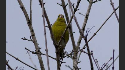 European Greenfinch