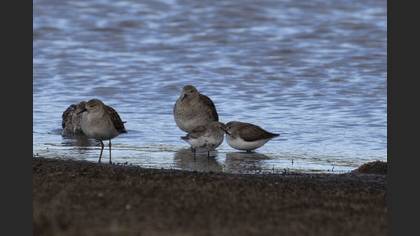 Dunlin