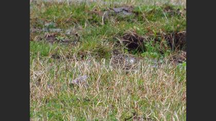Eurasian Skylark