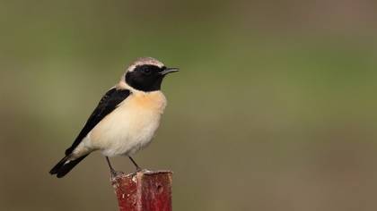 Black-eared Wheatear