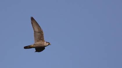 Peregrine Falcon