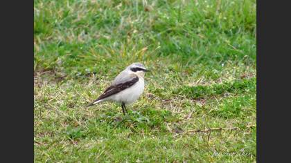 Northern Wheatear