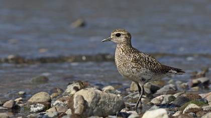 European Golden Plover