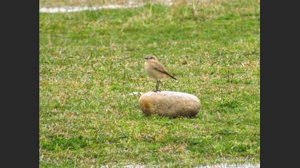 Isabelline Wheatear