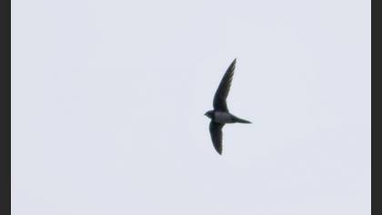 Alpine Swift