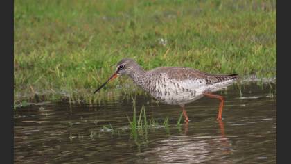 Spotted Redshank