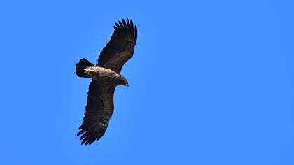 Lesser Spotted Eagle