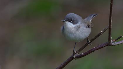 Lesser Whitethroat