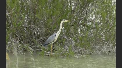 Grey Heron