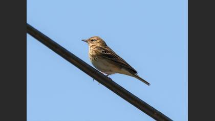 Tree Pipit