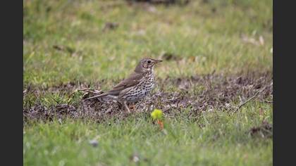 Song Thrush