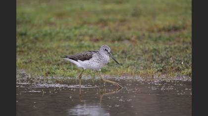 Common Greenshank