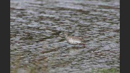 Common Redshank
