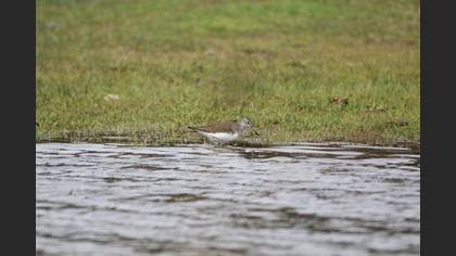 Green Sandpiper
