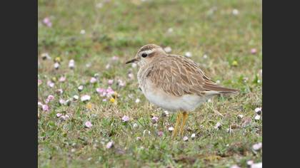 Eurasian Dotterel