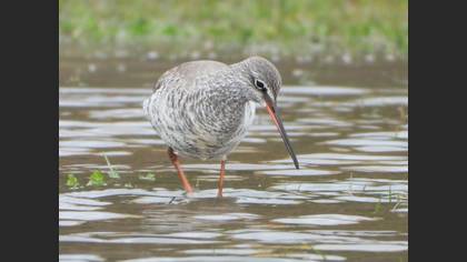 Spotted Redshank