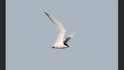 Gull-billed Tern