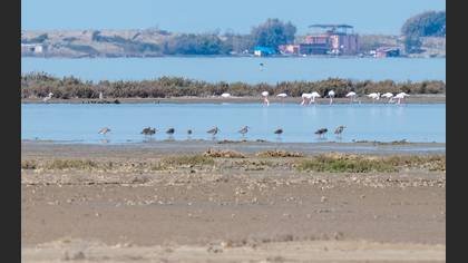 Eurasian Curlew